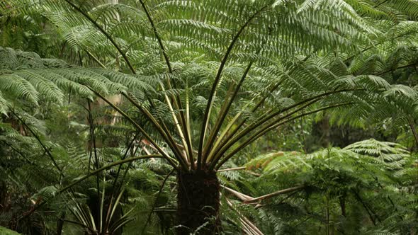 Large fern tree located in the lush Great Otway Ranges National Park, Victoria, Australia. PAN UP SH