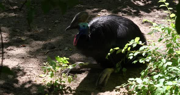 The Southern cassowary (Casuarius casuarius), or double-wattled cassowary bird