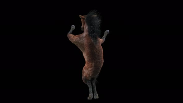 45 Horse Dancing 4K