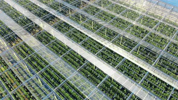 Rows of Green Plants Seen Through the Glassy Roof of a Warmhouse