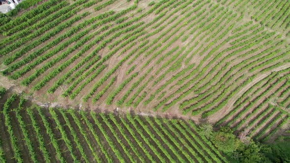 Aerial View of Vineyard Fields on the Hills in Italy Growing Rows of Grapes