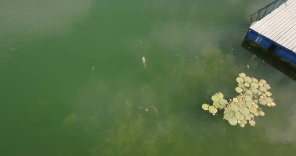 koi fish swims next to a pond in crystal clear lake with water lilies, aerial view