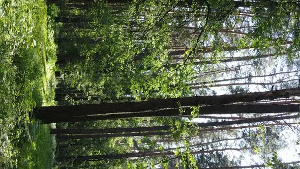 Vertical Video Aerial View Inside a Green Forest with Trees in Summer