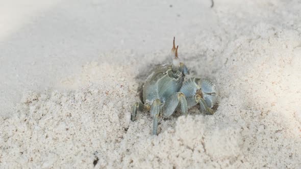 Hermit Crab Digs a Hole in the Sand and Hides on a Tropical Beach Zanzibar
