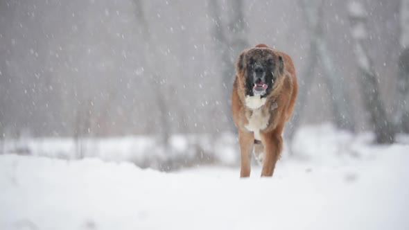 Caucasian Shepherd Dog Running Outdoor In Snowy Field At Winter Day. Slow Motion, Slo-Mo