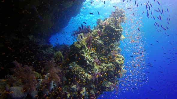 Tropical Sea creatures, Seascape