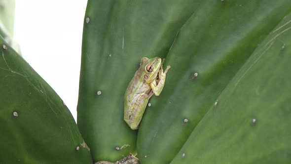  Green Tree Frog On A Cactus Leaf 
