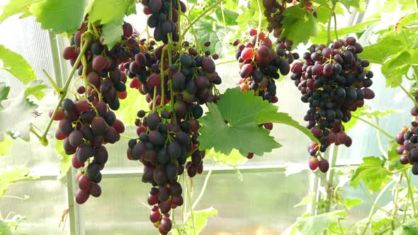 Bunches of Black Grapes Hanging and Growing on Vineyards