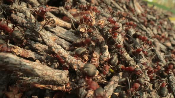 Wild Ant Hill in the Forest Super Macro Closeup Shot