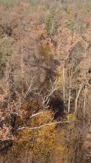 Vertical Video of Trees in the Forest Slow Motion