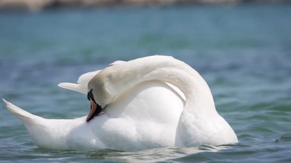 White Swans Swimming in the Lake