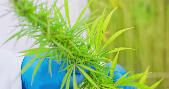 Close Up of Scientists Hand in Protective Gloves Checking and Analizing Hemp Plants Concept of