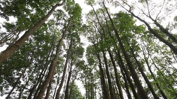 The tops of the trees view from below