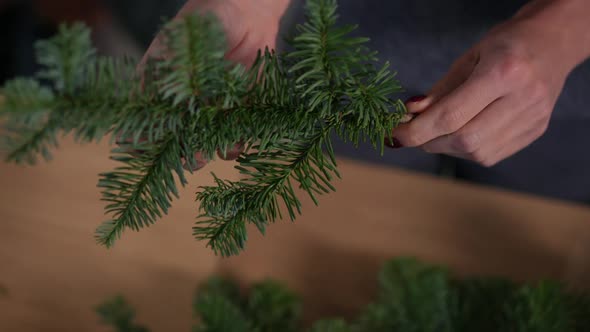 Closeup Female Hands Holding Green Pine Branch Indoors