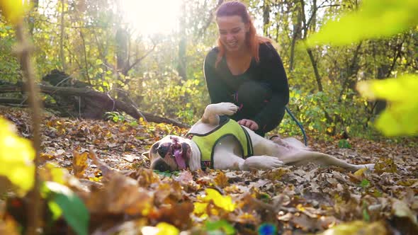 Girl and Amstaff Relaxing on Autumn Leaves After Canicross