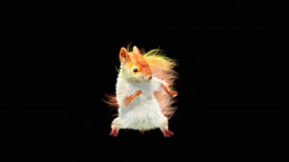 70 White Squirrel Dancing HD