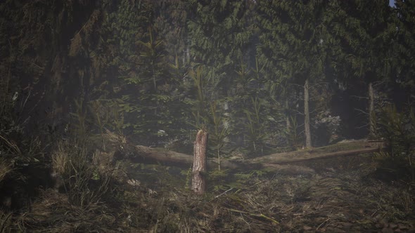 Spruce Forest at Summer Day