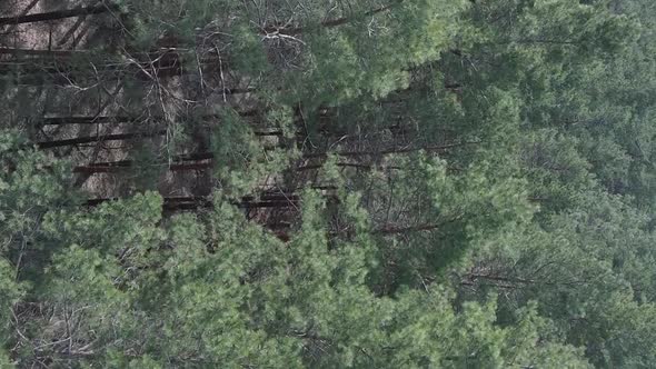 Vertical Video of Green Pine Forest By Day Aerial View