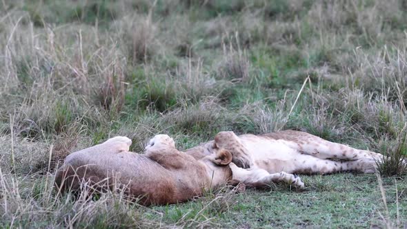 Playful Young Lions Wrestling Together In Slow Motion