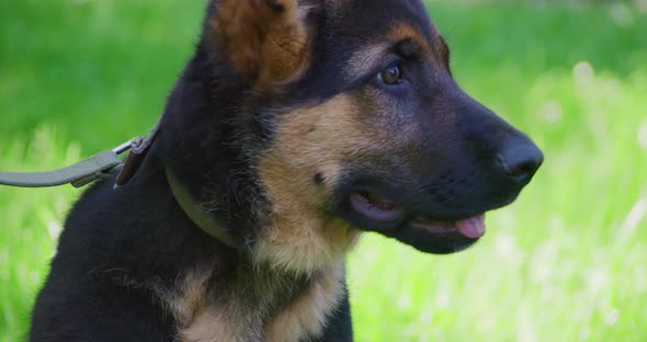 Pedigreed Black and Brown Puppy in Collar Sitting in Grass