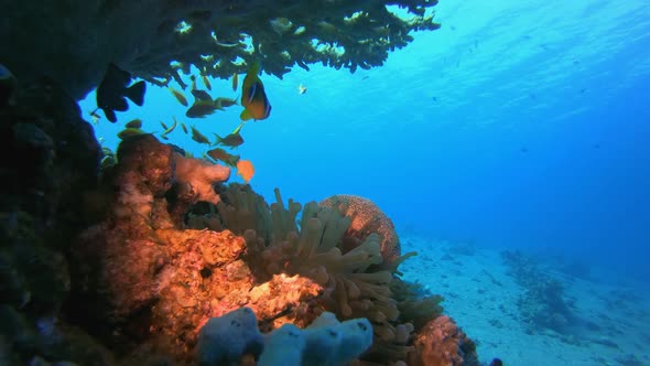 Clownfish Tropical Sea