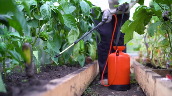 a Woman Sprays and Treats Pepper From Diseases and Pests