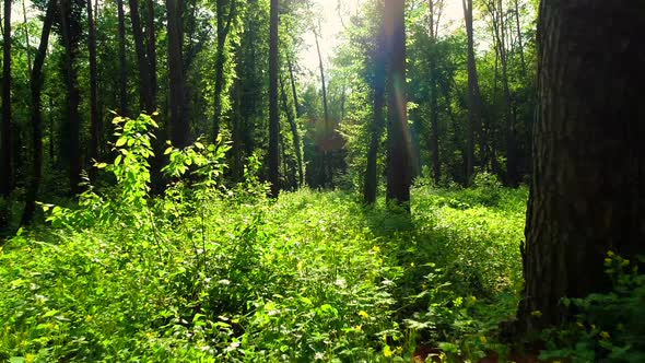 Summer Forest Inside