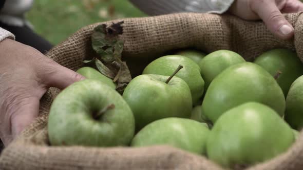 Hands lifting sack of ripe green apples close up shot