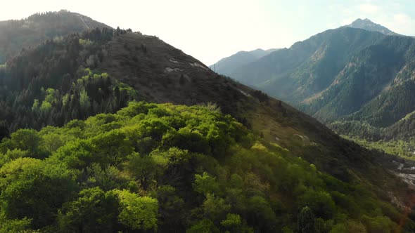 Aerial Drone Shot of Green Forest and Mountains in Kazakhstan