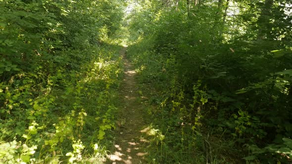 Taking the path  through the forest POV 4K video