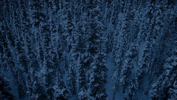 Flying Over Frozen Snowy Trees In The Evening