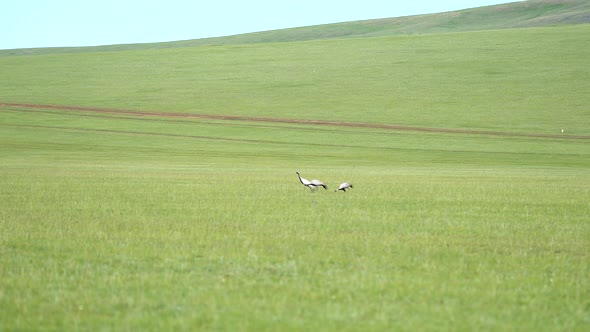 Real Wild Crane Birds Walking in Natural Meadow Habitat