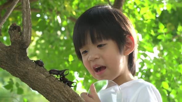 Cute Asian child looking through a magnifying glass at a rhinoceros beetle in the forest