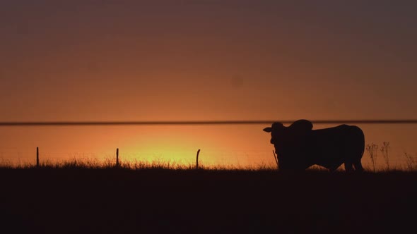 Wide angle shot of a cow in a field silhouetted against an orange evening sky