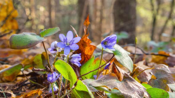 Flowers liverwort wake up in the morning, time-lapse