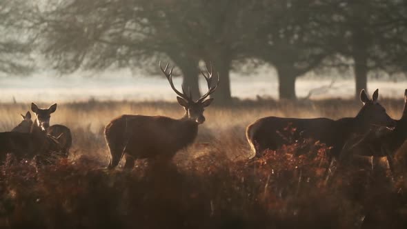 Impressive Red deer stag standing in tall golden grass at sunrise winter slow motion