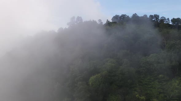 Aerial ascending over the green plantation at highland