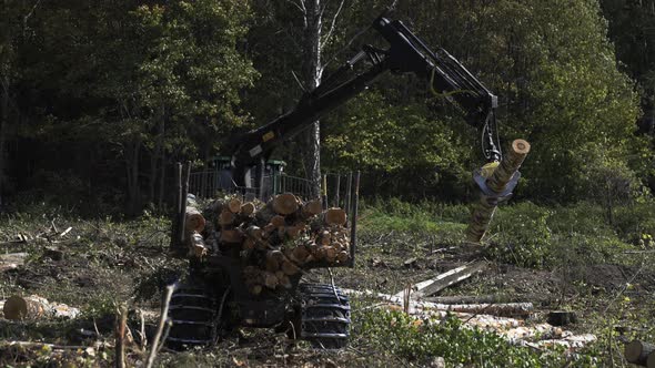 Deforestation for Industrial Production, Mechanical Gripper Loading Lumber on To Truck for