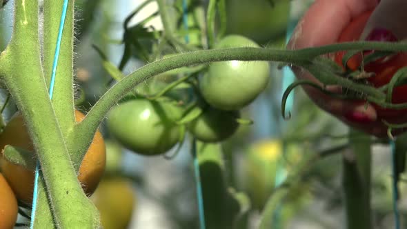 Harvest Time For Tomatoes