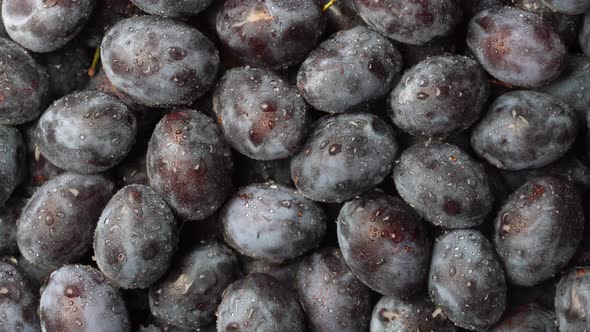 Texture background of fresh blue plums with water drops rotate, close up