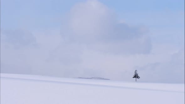 Tree and Branch stand with snow in winter