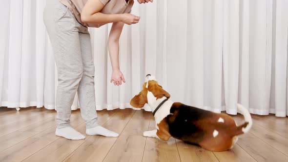 The Female Owner of the Beagle Dog Training and Treats Her Pet with a Treat