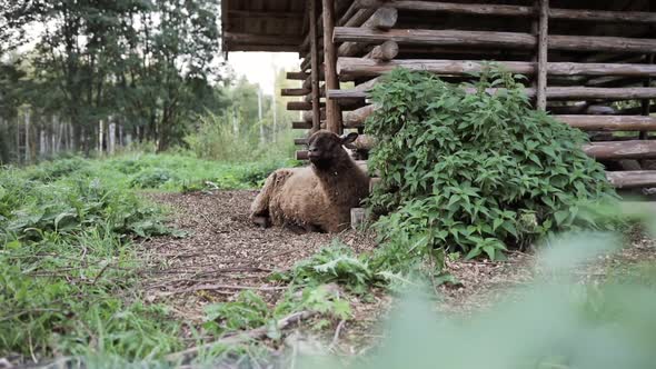 Handheld view of a lamb eating and laying on the ground, at the sheep barn, on a cold autumn day, in