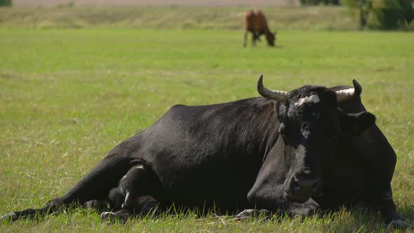 Cow Lies in the Meadow and Chews the Grass