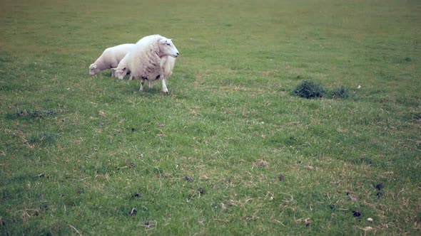 Sheep with Lambs Are Walking in the Meadow