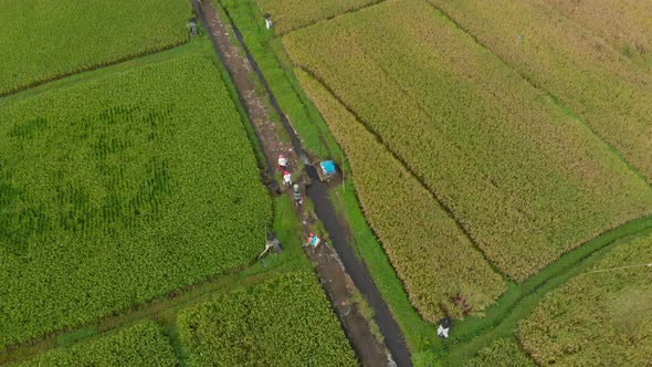 Aerial Shot of a Group of Farmers That Are Moving Along a Path in the Middle of a Big Rice Field