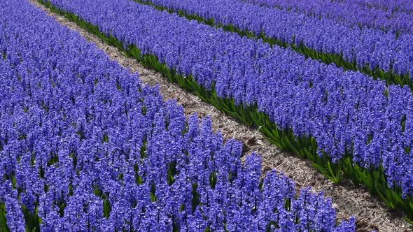 Spring Flower Field At The Netherlands 36