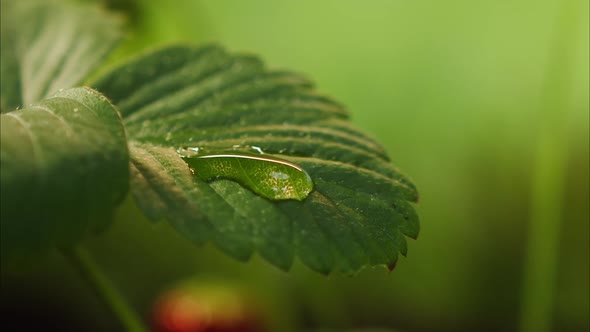 Drops of Water Falling on Strawberry Plant Leaf Closeup of Raindrop on Green Leaves