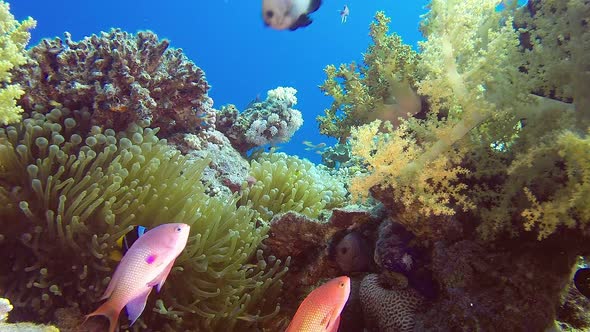 Red Sea Anemone and Colorful Seascape