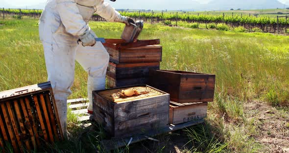 Beekeepers smoking the bees away from hive